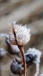 Close-up of frozen plant