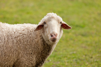 Close-up portrait of a horse on field