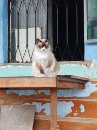 Cat sitting on a window