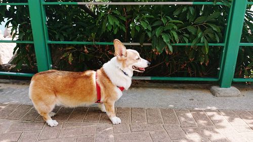 Dog looking away