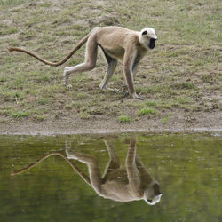 Side view of sheep on lake