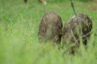 View of sheep on field