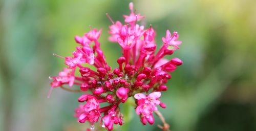 Close-up of pink flowering plant