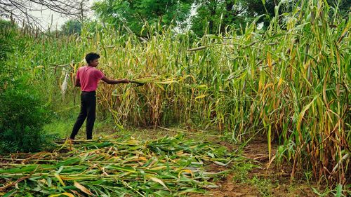 Indian man cutting bajra or pennisetum glaucum crop with sickle. agriculture concept.