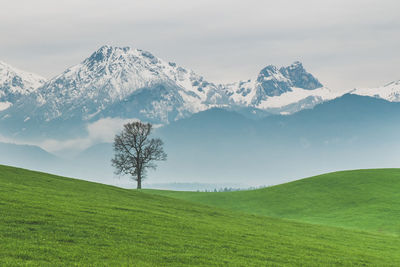 Scenic view of landscape against sky