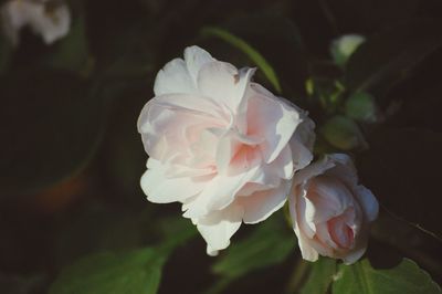 Close-up of white rose