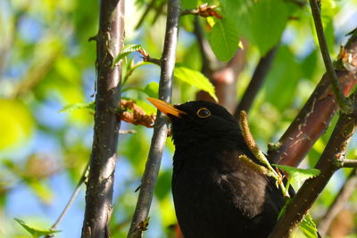 Close-up of bird perching on branch