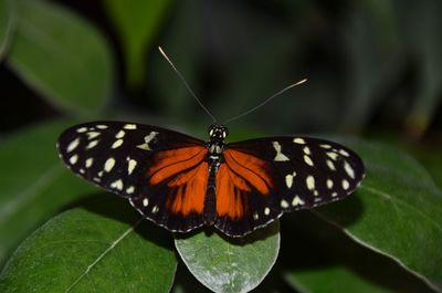 Close-up of butterfly on leaf