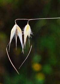 Close-up of dry leaf hanging against white wall