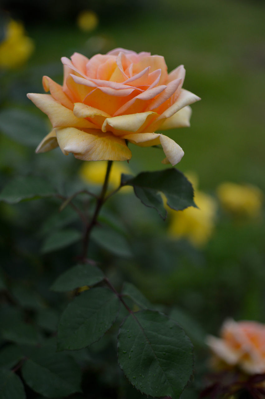 flower, flowering plant, plant, beauty in nature, yellow, freshness, rose, petal, close-up, fragility, flower head, garden roses, inflorescence, nature, growth, plant part, leaf, no people, macro photography, focus on foreground, outdoors, springtime, day