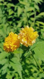 Close-up of yellow flowers