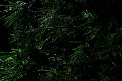 Close-up of pine tree in forest