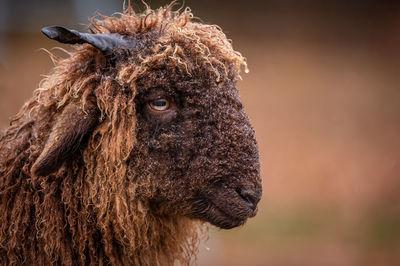 Portrait of swiss sheep. one curly fur horned wallis country sheep. roux du valais. switzerland. 