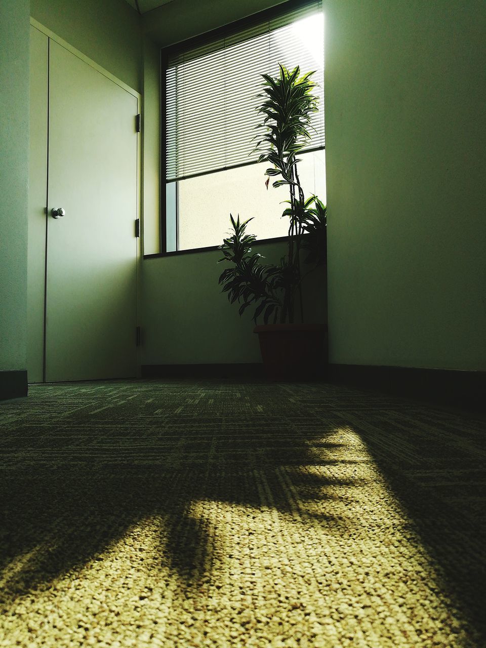 POTTED PLANT BY WINDOW AT HOME BUILDING