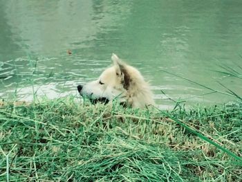 Dog on grass by lake