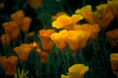 Close-up of yellow flower