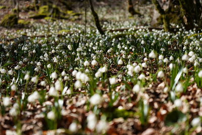 Close-up of white flowering plants on field