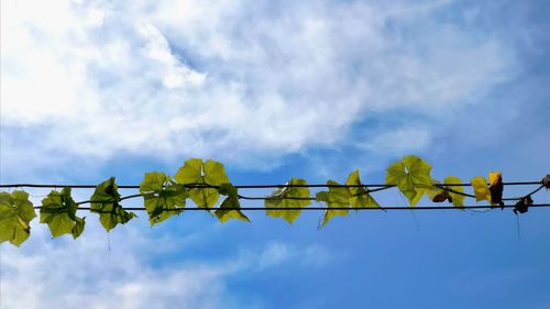 Low angle view of plants against blue sky