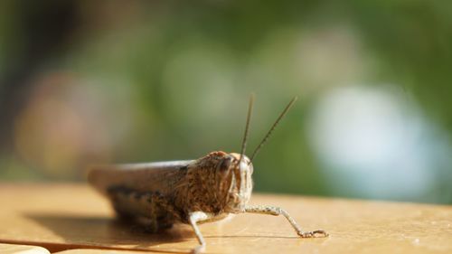 Close-up of insect
