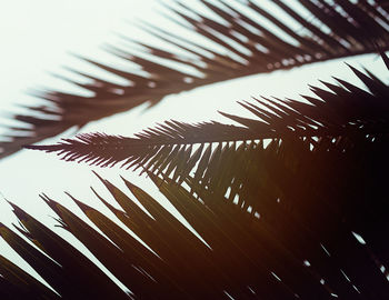 Low angle view of palm tree against clear sky