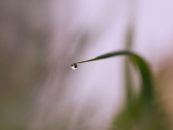 Close-up of water drops on twig