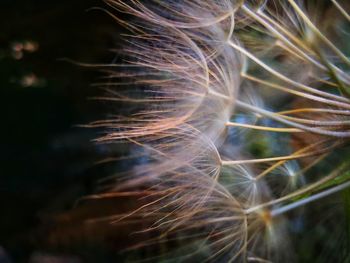 Macro shot of flower plant on field