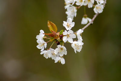 Close-up of white cherry blossoms