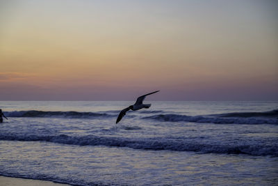 Bird flying over sea against sky during sunset