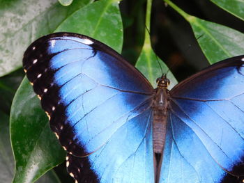 Close-up of butterfly on leaf