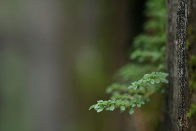 Close-up of flowering plant