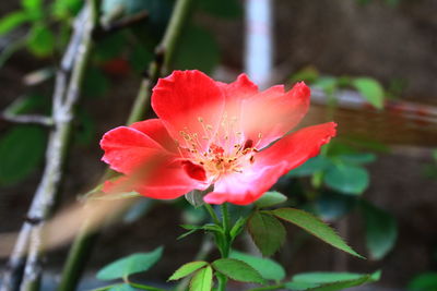 Close-up of red rose flower