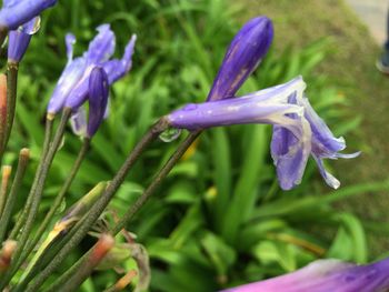 Close-up of water drops on purple flowers