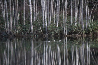 Scenic view of lake in forest