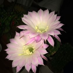 Close-up of pink flowers