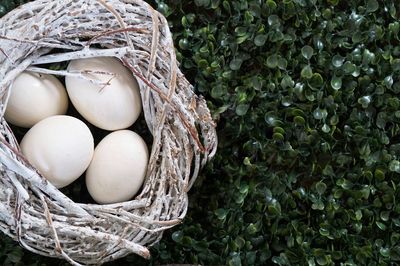 High angle view of eggs in nest