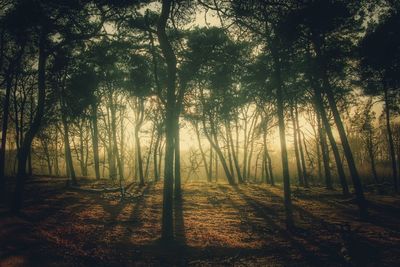 Trees in forest