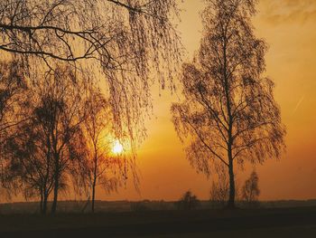 Silhouette of trees on landscape at sunset