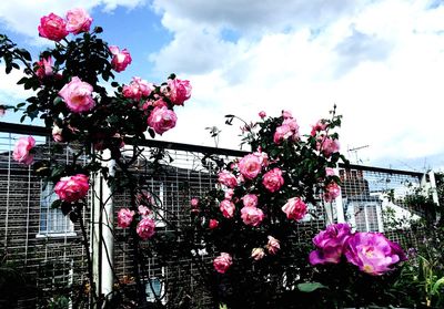 Low angle view of pink flowers against sky