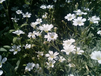 Close-up of white daisy flowers