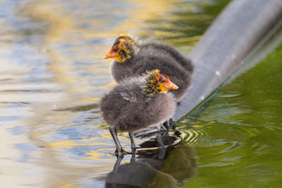 Close-up of young birds in lake