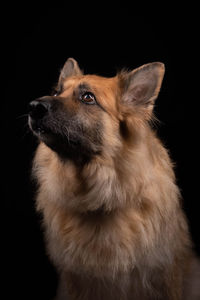 Close-up of dog over black background