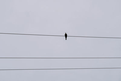 Low angle view of bird perching on cable against sky