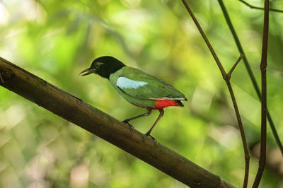 Close-up of bird perching on branch