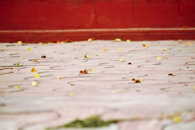 Close-up of leaves on footpath