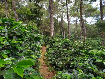 Trees growing in forest