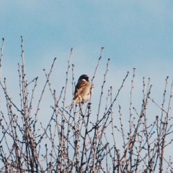 Bird perching on bare tree against clear sky