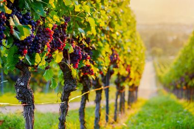 Close-up of grapes in vineyard