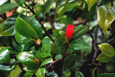 Close-up of leaves