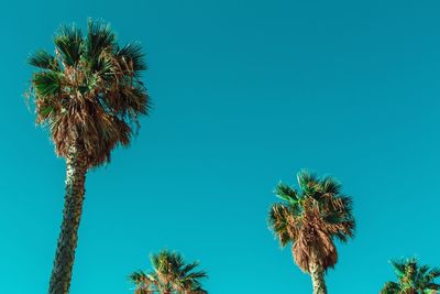 Low angle view of palm trees against blue sky