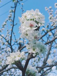 Low angle view of cherry blossom tree